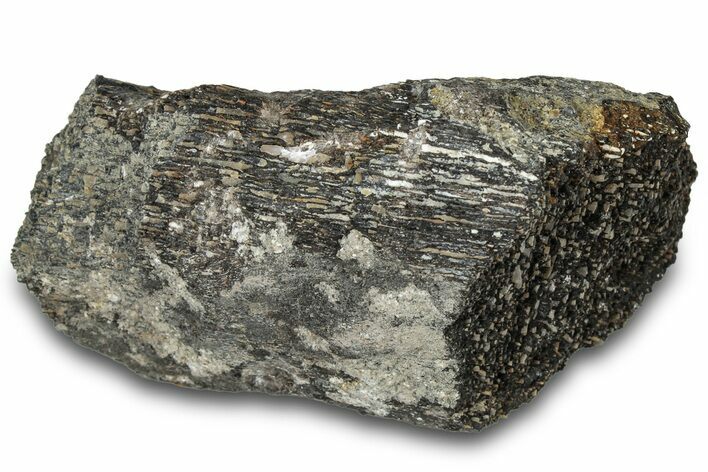 Fossil Dinosaur Bone Section - Bone Cabin Quarry, Wyoming #309253